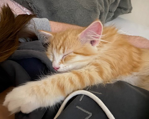 Sibirisk kattunge Flynn